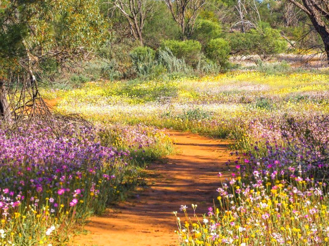 The Cultural Significance of Malabanjbanjdju in Kakadu