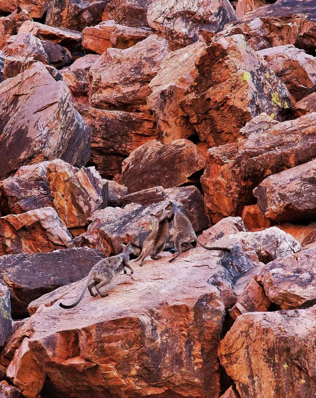 gregor-podgorski | Can You Camp Anywhere on the Larapinta Trail? Rules & Tips gregor-podgorski | Can You Camp Anywhere on the Larapinta Trail? Rules & Tips